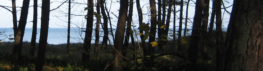 Wald zwischen Strand und Zempin